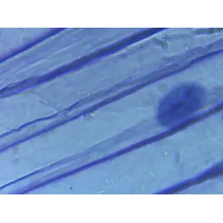 🔬Mikroskopas su kamera ir priedais 20X-1280X