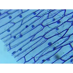 🔬Mikroskopas su kamera ir priedais 20X-1280X