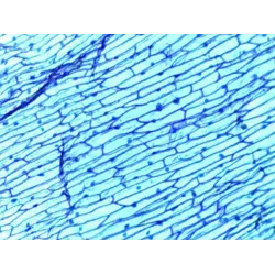 🔬Mikroskopas su kamera ir priedais 20X-1280X